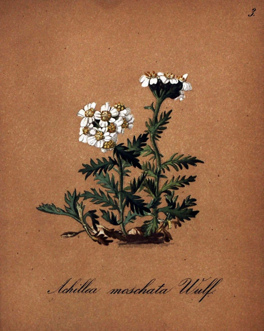 Die Alpenpflanzen nach der Natur gemalt /.Prag :F. Tempsky,1879-1884. | Alps Botany "Mountain plants" "Pictorial works" "United States Geological Survey" | Vintage Print Reproduction 470422