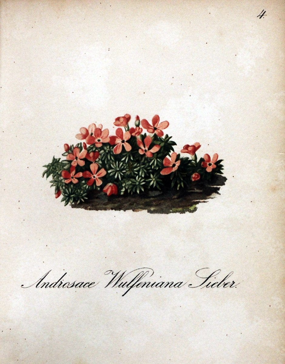 Die Alpenpflanzen nach der Natur gemalt /.Prag :F. Tempsky,1879-1884. | Alps Botany "Mountain plants" "Pictorial works" "United States Geological Survey" | Vintage Print Reproduction 470423