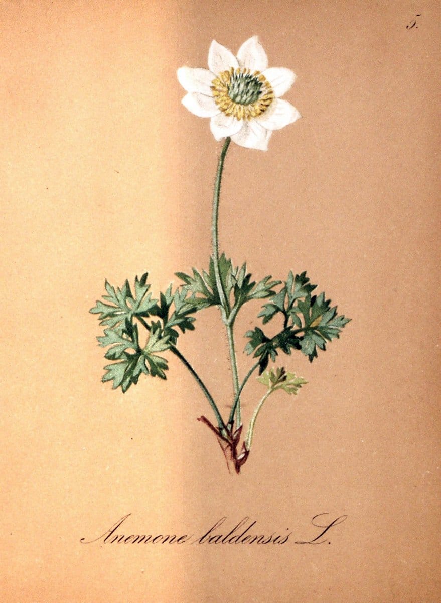 Die Alpenpflanzen nach der Natur gemalt /.Prag :F. Tempsky,1879-1884. | Alps Botany "Mountain plants" "Pictorial works" "United States Geological Survey" | Vintage Print Reproduction 470424