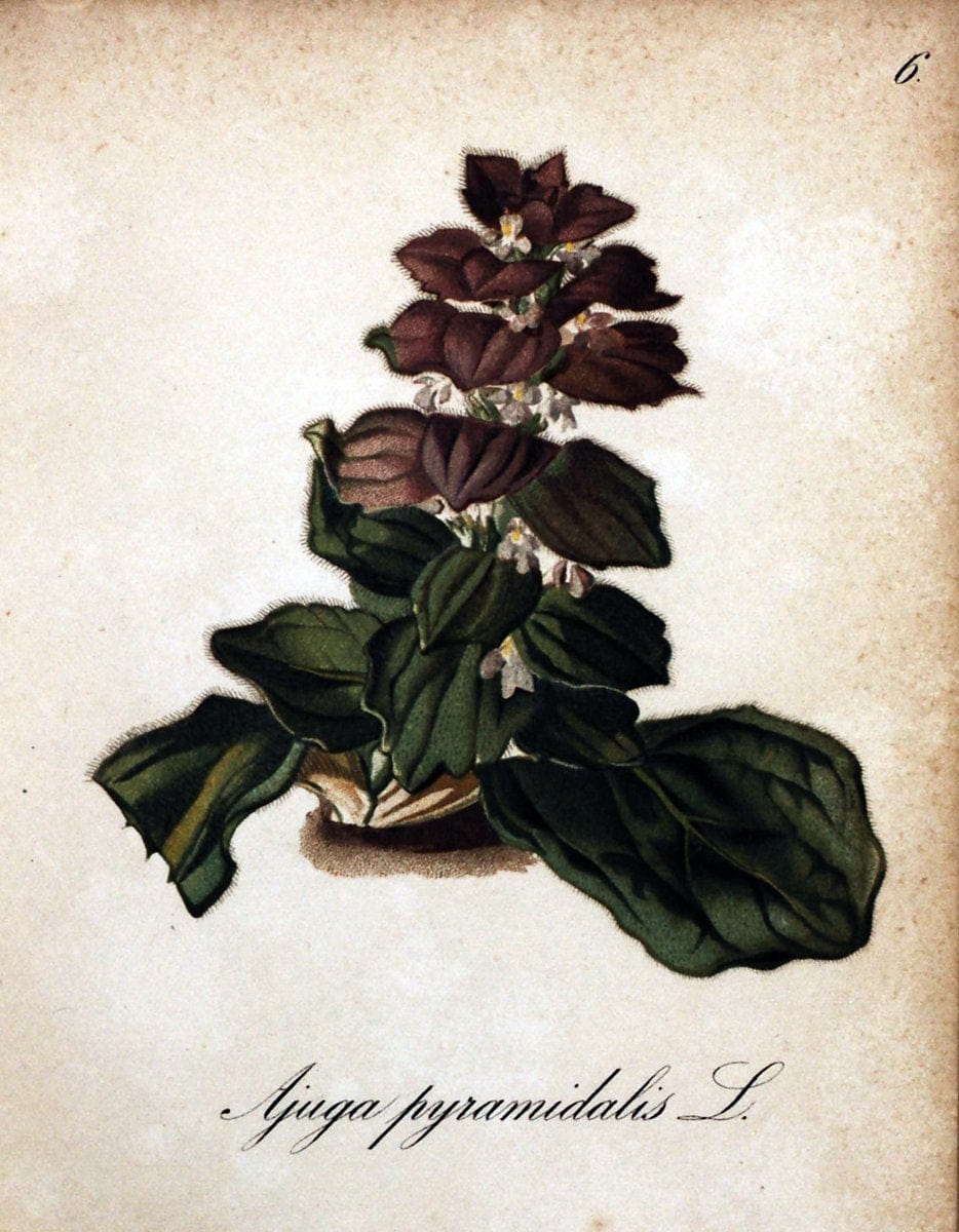 Die Alpenpflanzen nach der Natur gemalt /.Prag :F. Tempsky,1879-1884. | Alps Botany "Mountain plants" "Pictorial works" "United States Geological Survey" | Vintage Print Reproduction 470425