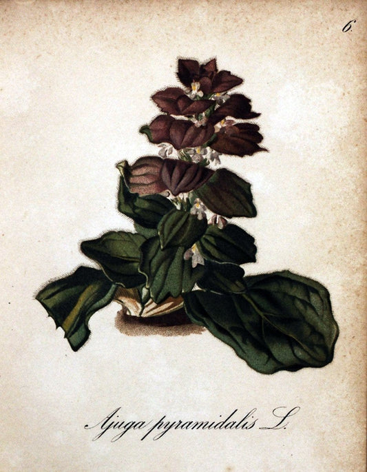Die Alpenpflanzen nach der Natur gemalt /.Prag :F. Tempsky,1879-1884. | Alps Botany "Mountain plants" "Pictorial works" "United States Geological Survey" | Vintage Print Reproduction 470425
