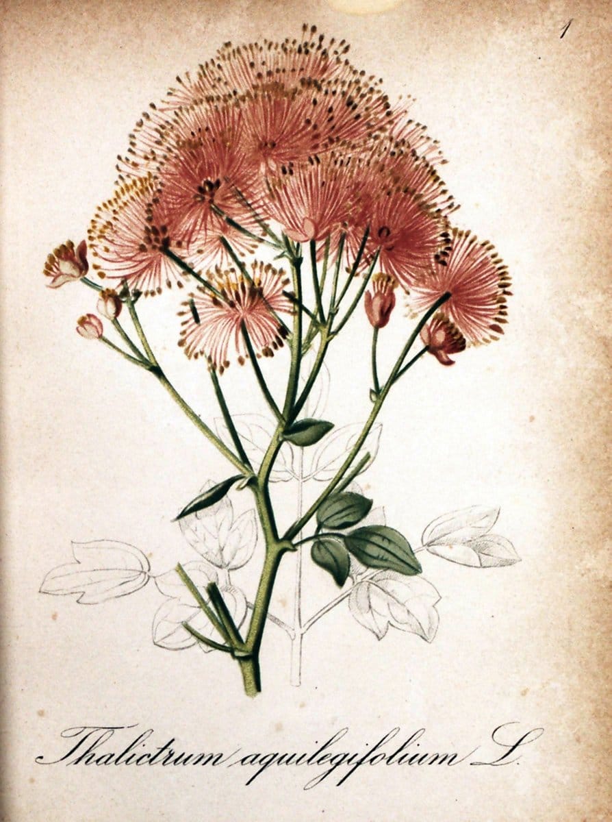 Die Alpenpflanzen nach der Natur gemalt /.Prag :F. Tempsky,1879-1884.  | Alps Botany "Mountain plants" "Pictorial works" "United States Geological Survey" | Vintage Print Reproduction 470426