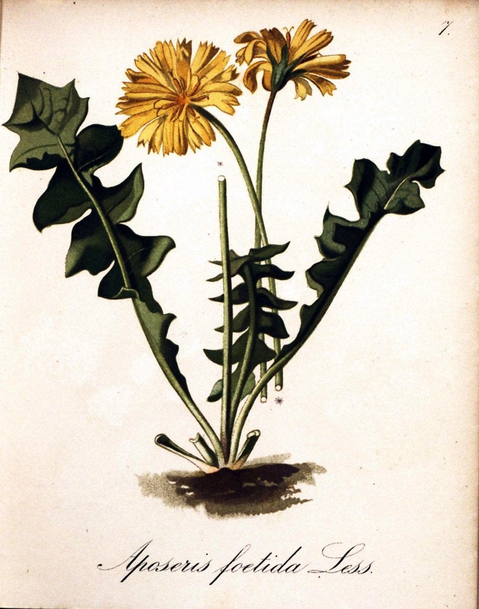 Die Alpenpflanzen nach der Natur gemalt /.Prag :F. Tempsky,1879-1884. | Alps Botany "Mountain plants" "Pictorial works" "United States Geological Survey" | Vintage Print Reproduction 470427