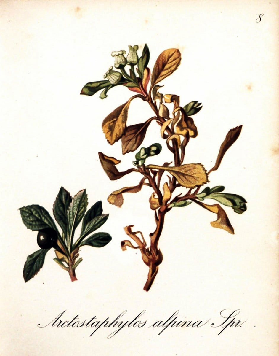 Die Alpenpflanzen nach der Natur gemalt /.Prag :F. Tempsky,1879-1884. | Alps Botany "Mountain plants" "Pictorial works" "United States Geological Survey" | Vintage Print Reproduction 470428