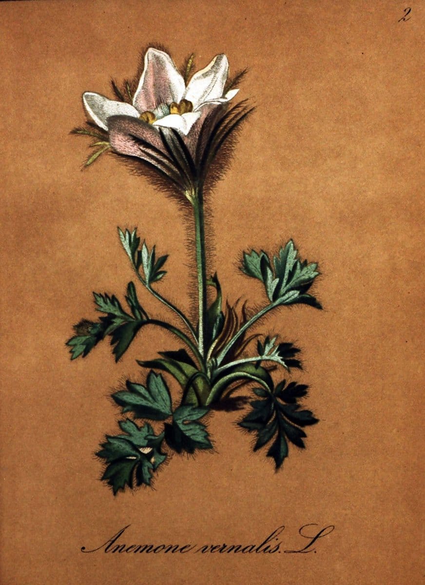 Die Alpenpflanzen nach der Natur gemalt /.Prag :F. Tempsky,1879-1884.  | Alps Botany "Mountain plants" "Pictorial works" "United States Geological Survey" | Vintage Print Reproduction 470429