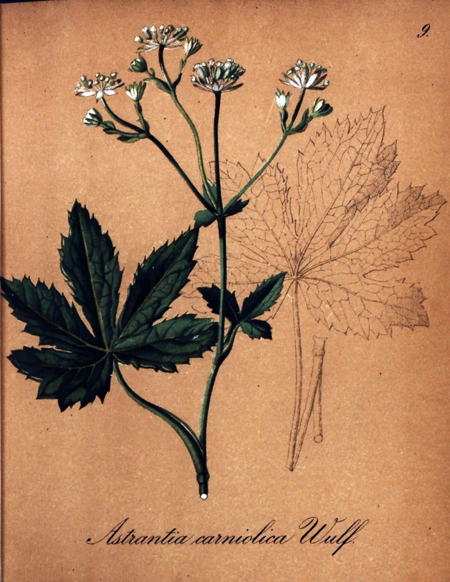 Die Alpenpflanzen nach der Natur gemalt /.Prag :F. Tempsky,1879-1884. | Alps Botany "Mountain plants" "Pictorial works" "United States Geological Survey" | Vintage Print Reproduction 470430