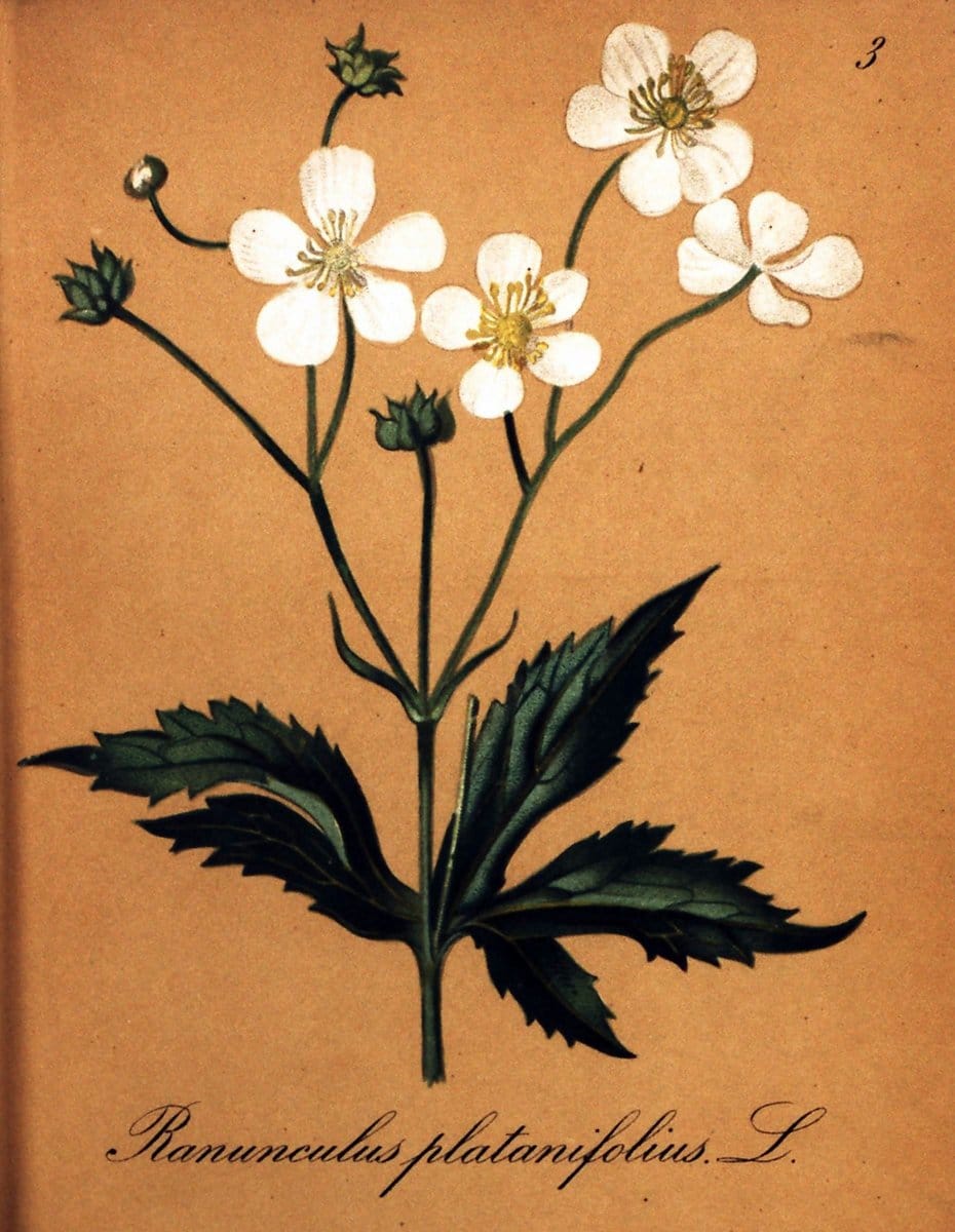 Die Alpenpflanzen nach der Natur gemalt /.Prag :F. Tempsky,1879-1884.  | Alps Botany "Mountain plants" "Pictorial works" "United States Geological Survey" | Vintage Print Reproduction 470431