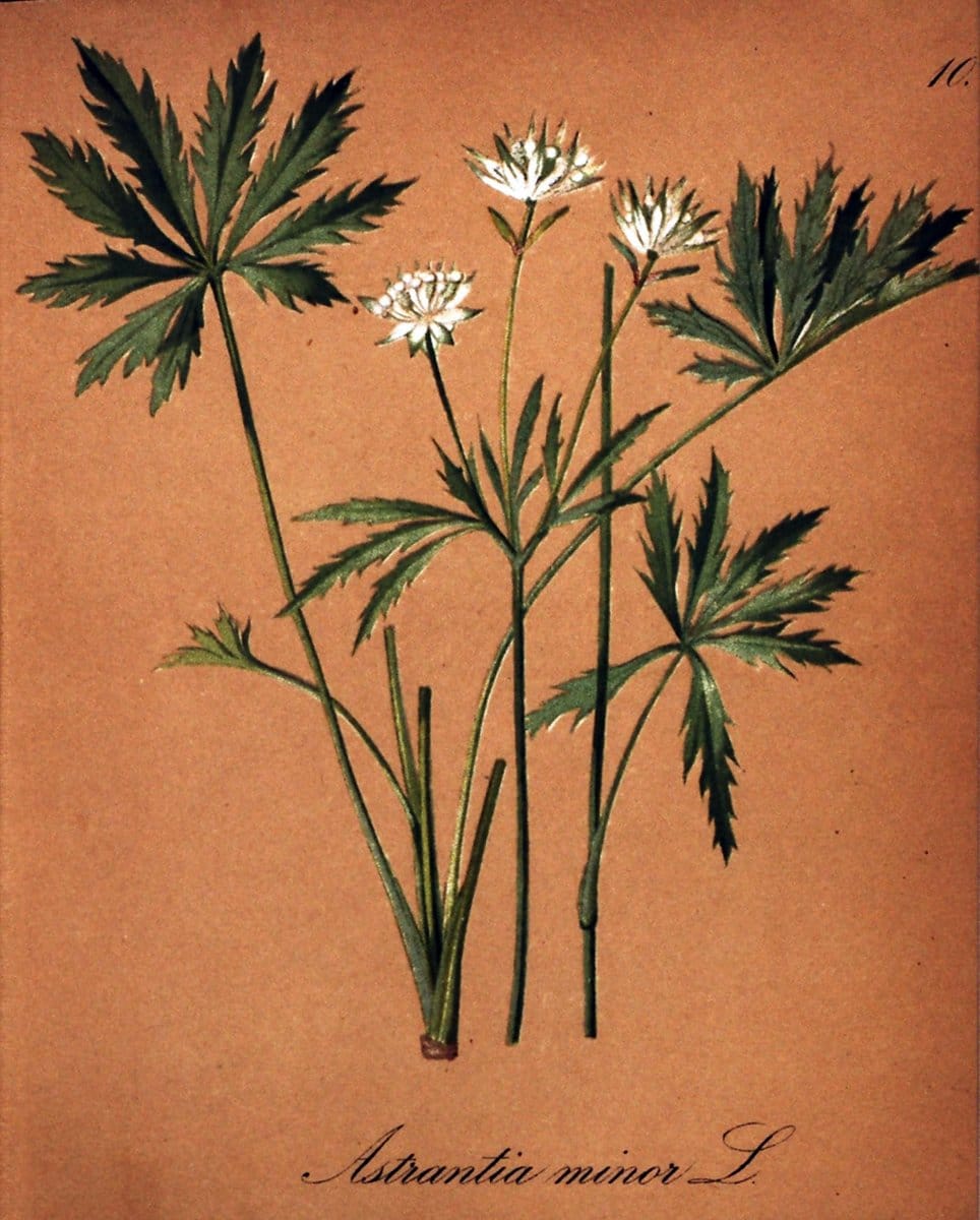 Die Alpenpflanzen nach der Natur gemalt /.Prag :F. Tempsky,1879-1884. | Alps Botany "Mountain plants" "Pictorial works" "United States Geological Survey" | Vintage Print Reproduction 470432