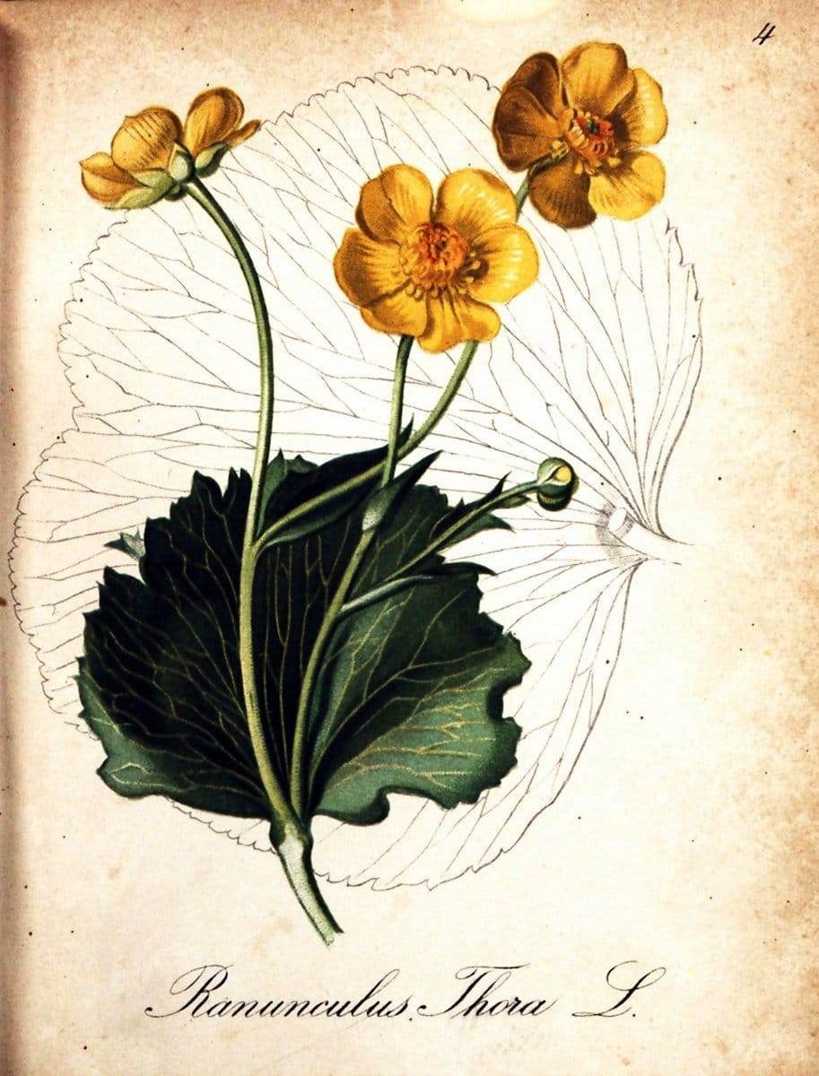 Die Alpenpflanzen nach der Natur gemalt /.Prag :F. Tempsky,1879-1884.  | Alps Botany "Mountain plants" "Pictorial works" "United States Geological Survey" | Vintage Print Reproduction 470433