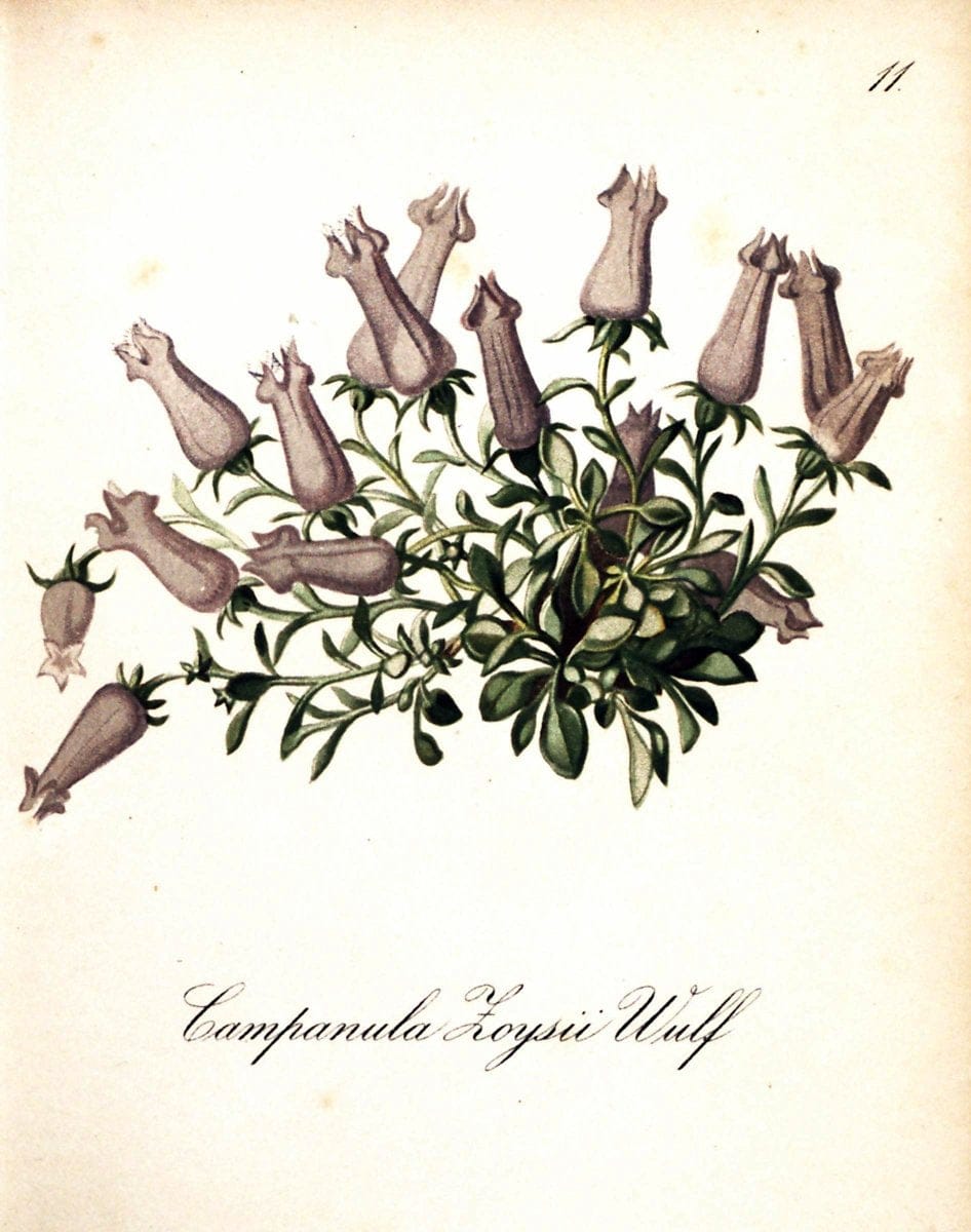 Die Alpenpflanzen nach der Natur gemalt /.Prag :F. Tempsky,1879-1884. | Alps Botany "Mountain plants" "Pictorial works" "United States Geological Survey" | Vintage Print Reproduction 470434