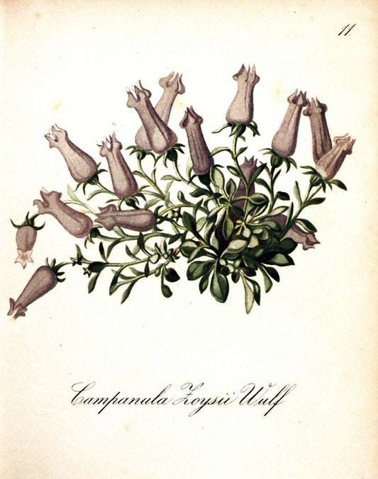Die Alpenpflanzen nach der Natur gemalt /.Prag :F. Tempsky,1879-1884. | Alps Botany "Mountain plants" "Pictorial works" "United States Geological Survey" | Vintage Print Reproduction 470434