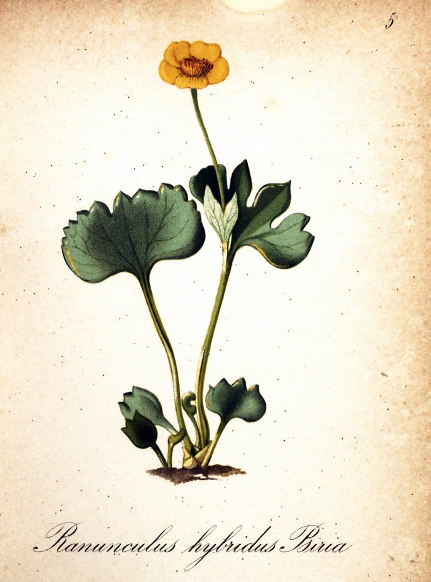 Die Alpenpflanzen nach der Natur gemalt /.Prag :F. Tempsky,1879-1884.  | Alps Botany "Mountain plants" "Pictorial works" "United States Geological Survey" | Vintage Print Reproduction 470435