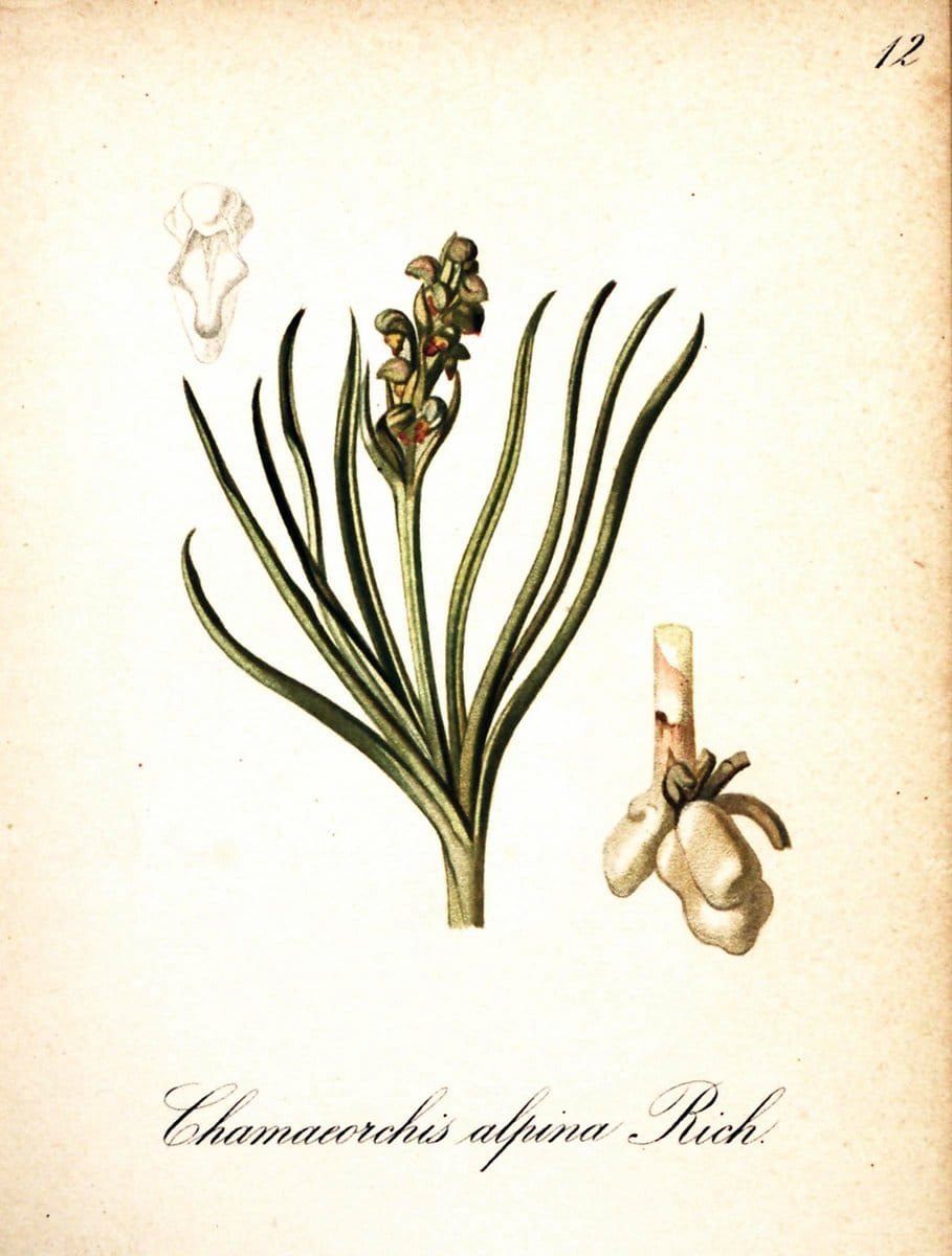 Die Alpenpflanzen nach der Natur gemalt /.Prag :F. Tempsky,1879-1884. | Alps Botany "Mountain plants" "Pictorial works" "United States Geological Survey" | Vintage Print Reproduction 470436