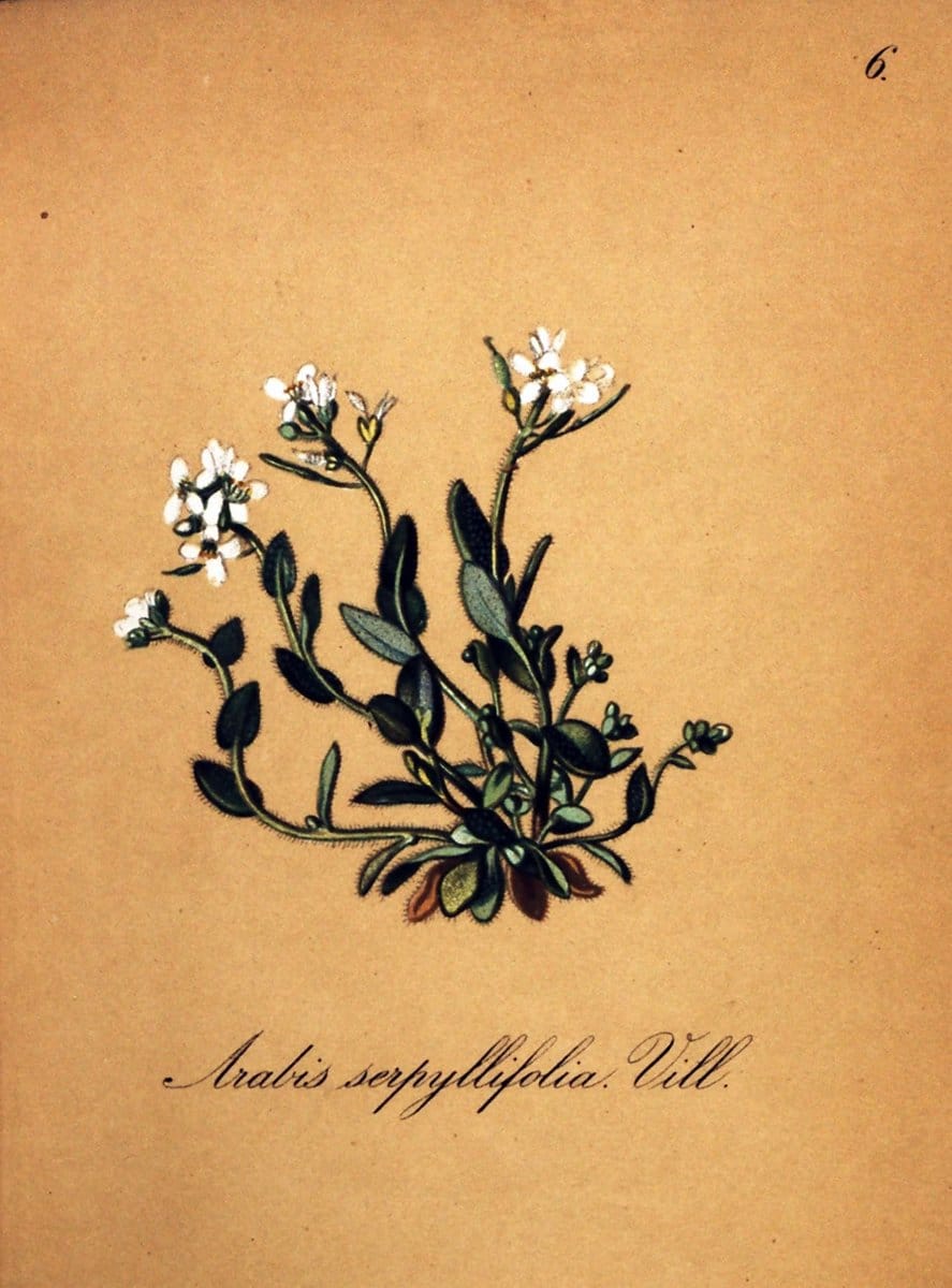 Die Alpenpflanzen nach der Natur gemalt /.Prag :F. Tempsky,1879-1884.  | Alps Botany "Mountain plants" "Pictorial works" "United States Geological Survey" | Vintage Print Reproduction 470437