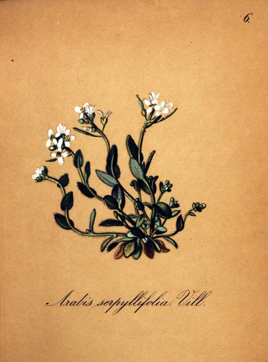 Die Alpenpflanzen nach der Natur gemalt /.Prag :F. Tempsky,1879-1884.  | Alps Botany "Mountain plants" "Pictorial works" "United States Geological Survey" | Vintage Print Reproduction 470437