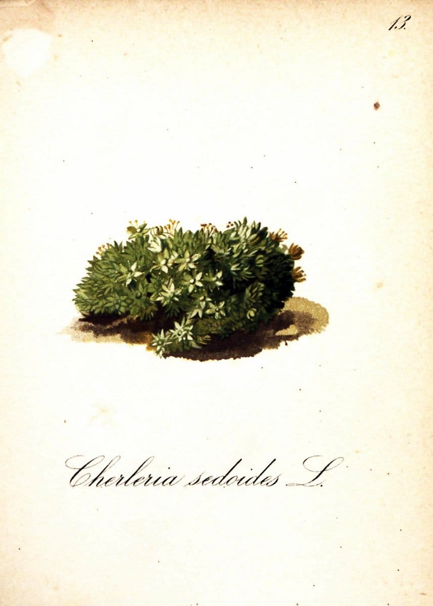 Die Alpenpflanzen nach der Natur gemalt /.Prag :F. Tempsky,1879-1884. | Alps Botany "Mountain plants" "Pictorial works" "United States Geological Survey" | Vintage Print Reproduction 470438
