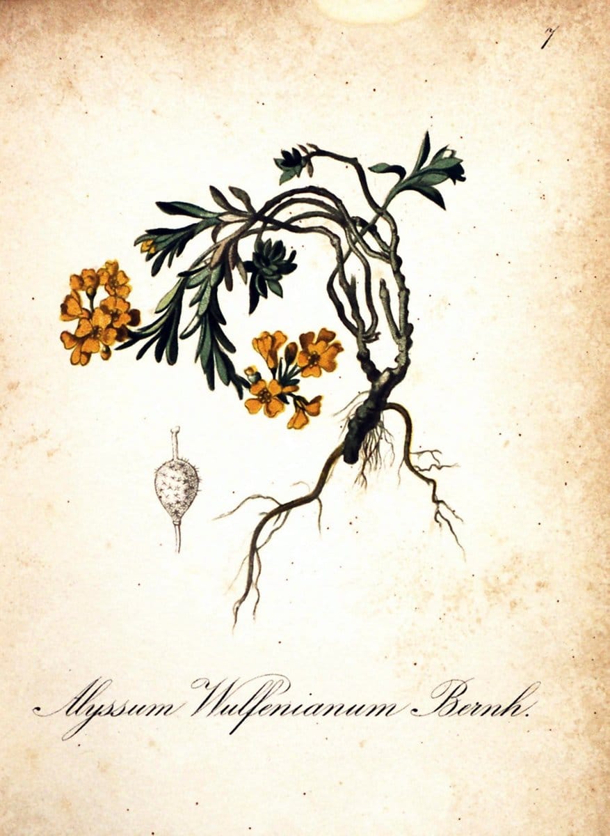 Die Alpenpflanzen nach der Natur gemalt /.Prag :F. Tempsky,1879-1884.  | Alps Botany "Mountain plants" "Pictorial works" "United States Geological Survey" | Vintage Print Reproduction 470439