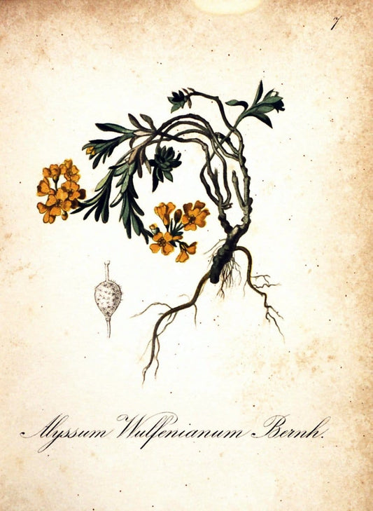 Die Alpenpflanzen nach der Natur gemalt /.Prag :F. Tempsky,1879-1884.  | Alps Botany "Mountain plants" "Pictorial works" "United States Geological Survey" | Vintage Print Reproduction 470439