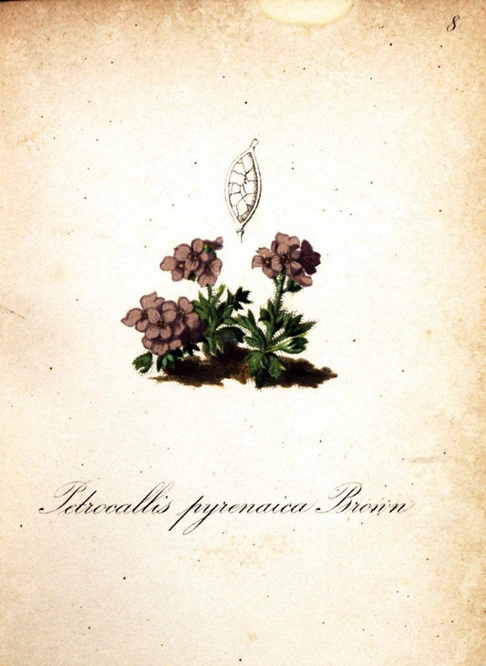 Die Alpenpflanzen nach der Natur gemalt /.Prag :F. Tempsky,1879-1884.  | Alps Botany "Mountain plants" "Pictorial works" "United States Geological Survey" | Vintage Print Reproduction 470440