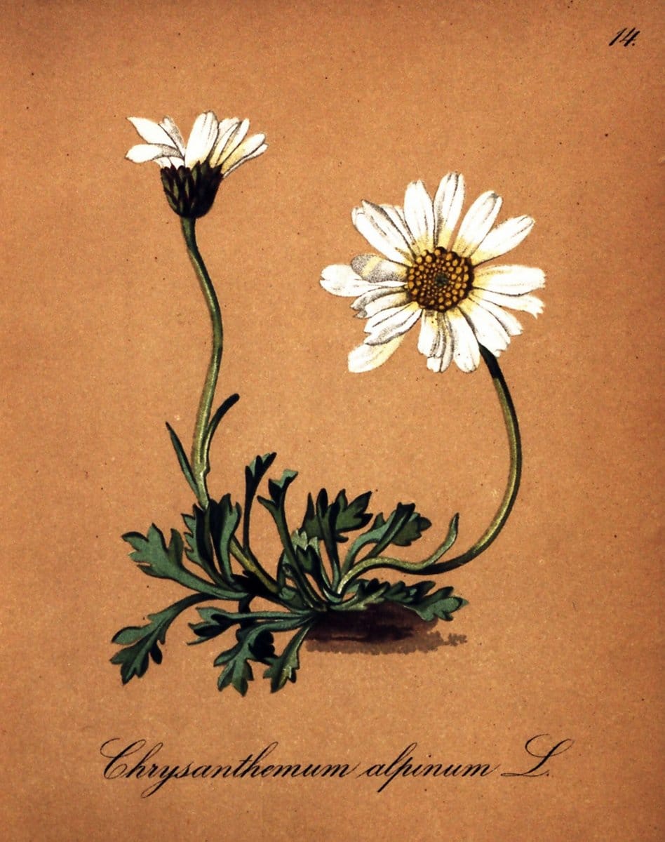 Die Alpenpflanzen nach der Natur gemalt /.Prag :F. Tempsky,1879-1884. | Alps Botany "Mountain plants" "Pictorial works" "United States Geological Survey" | Vintage Print Reproduction 470441