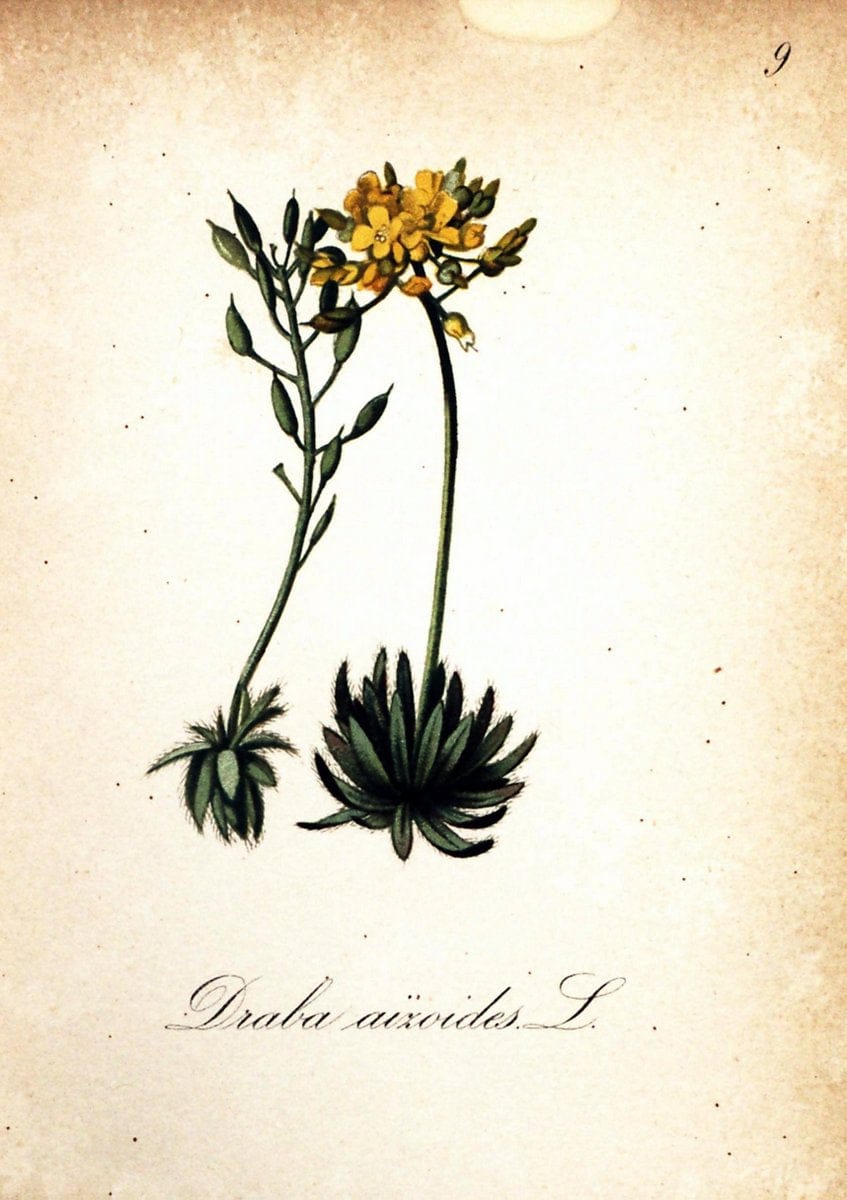 Die Alpenpflanzen nach der Natur gemalt /.Prag :F. Tempsky,1879-1884.  | Alps Botany "Mountain plants" "Pictorial works" "United States Geological Survey" | Vintage Print Reproduction 470442