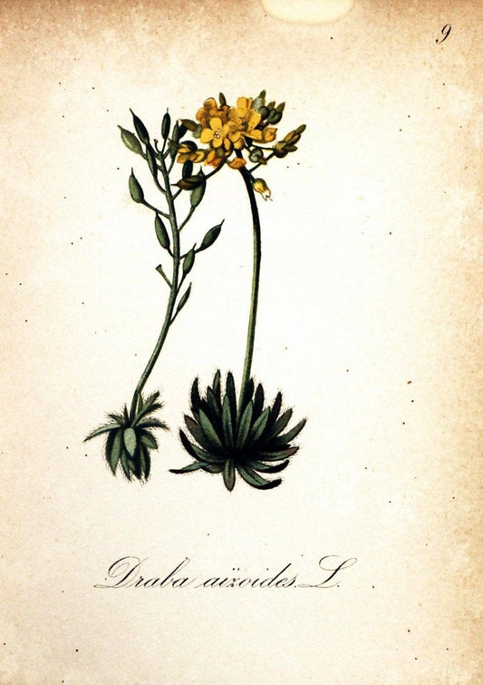 Die Alpenpflanzen nach der Natur gemalt /.Prag :F. Tempsky,1879-1884.  | Alps Botany "Mountain plants" "Pictorial works" "United States Geological Survey" | Vintage Print Reproduction 470442