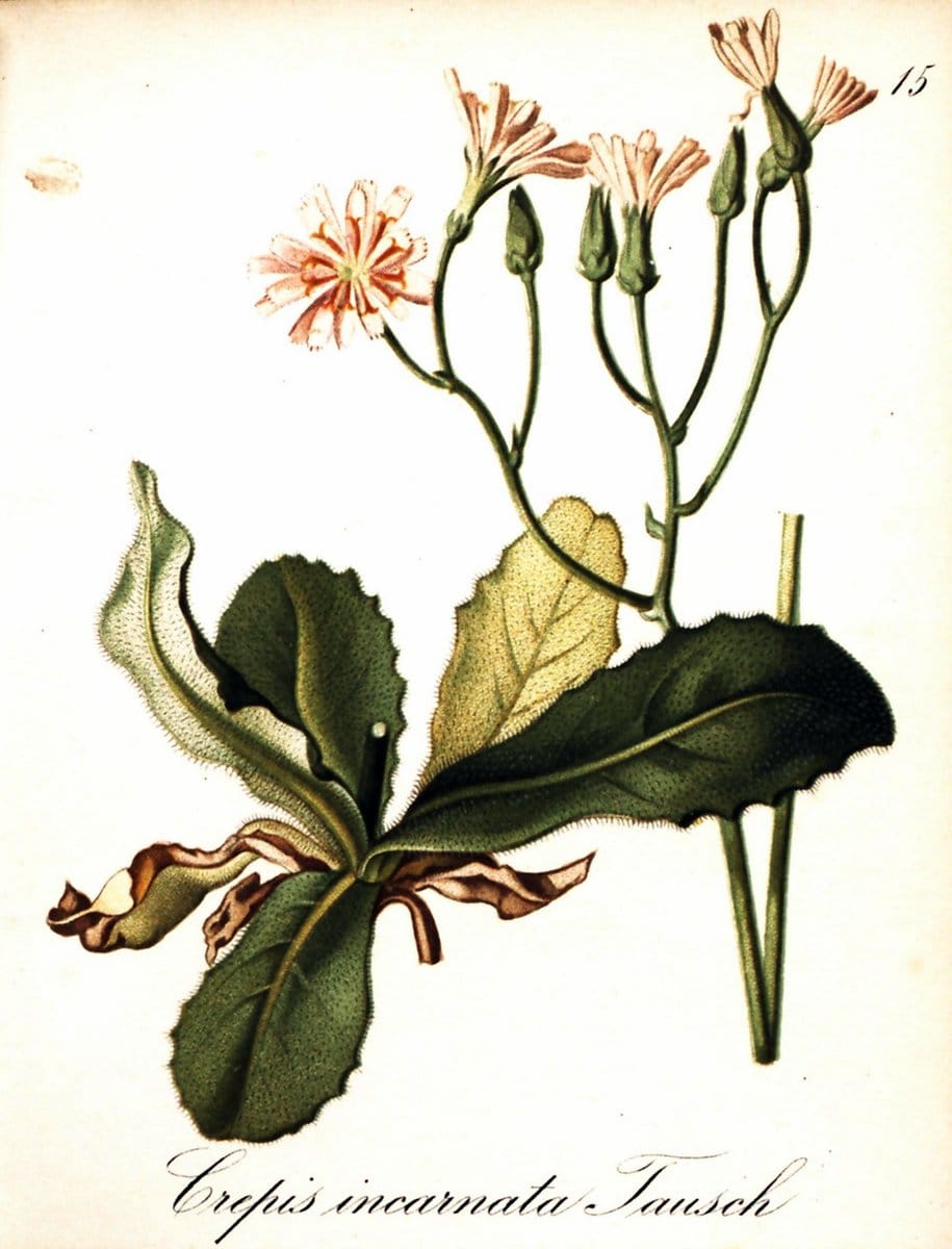 Die Alpenpflanzen nach der Natur gemalt /.Prag :F. Tempsky,1879-1884. | Alps Botany "Mountain plants" "Pictorial works" "United States Geological Survey" | Vintage Print Reproduction 470443