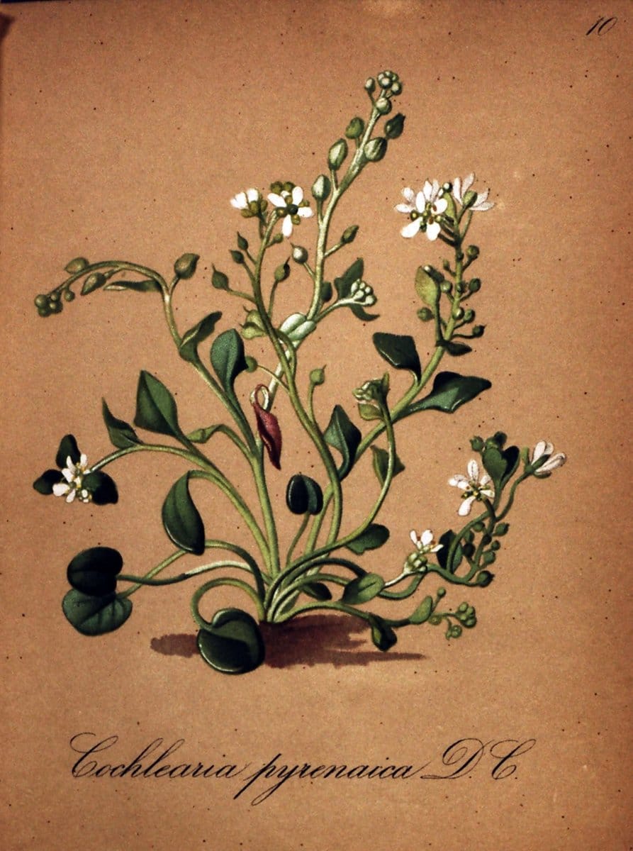 Die Alpenpflanzen nach der Natur gemalt /.Prag :F. Tempsky,1879-1884.  | Alps Botany "Mountain plants" "Pictorial works" "United States Geological Survey" | Vintage Print Reproduction 470444