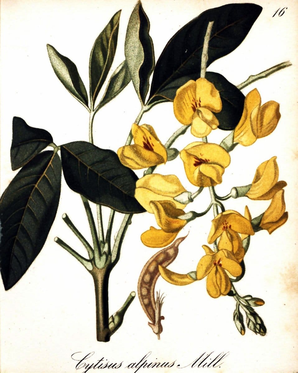 Die Alpenpflanzen nach der Natur gemalt /.Prag :F. Tempsky,1879-1884. | Alps Botany "Mountain plants" "Pictorial works" "United States Geological Survey" | Vintage Print Reproduction 470445