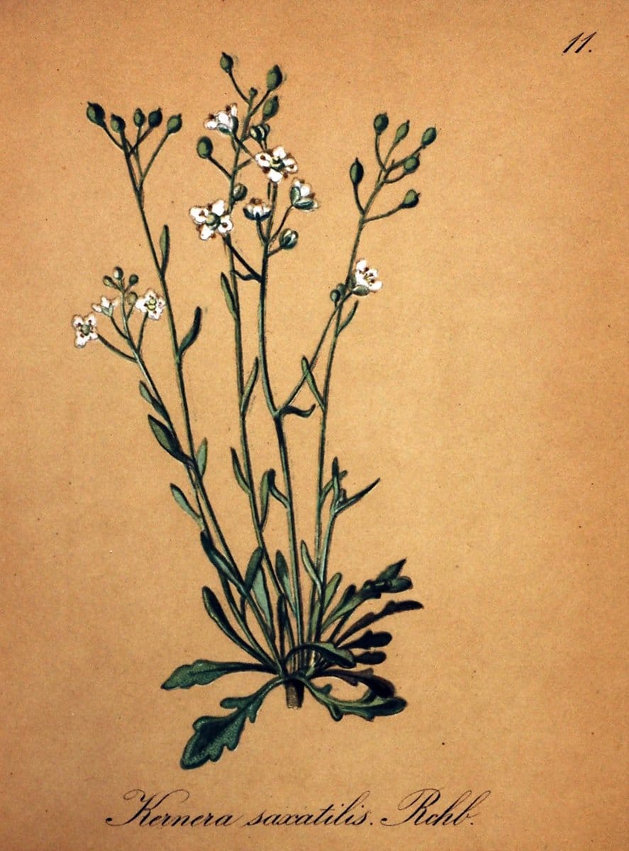 Die Alpenpflanzen nach der Natur gemalt /.Prag :F. Tempsky,1879-1884.  | Alps Botany "Mountain plants" "Pictorial works" "United States Geological Survey" | Vintage Print Reproduction 470446
