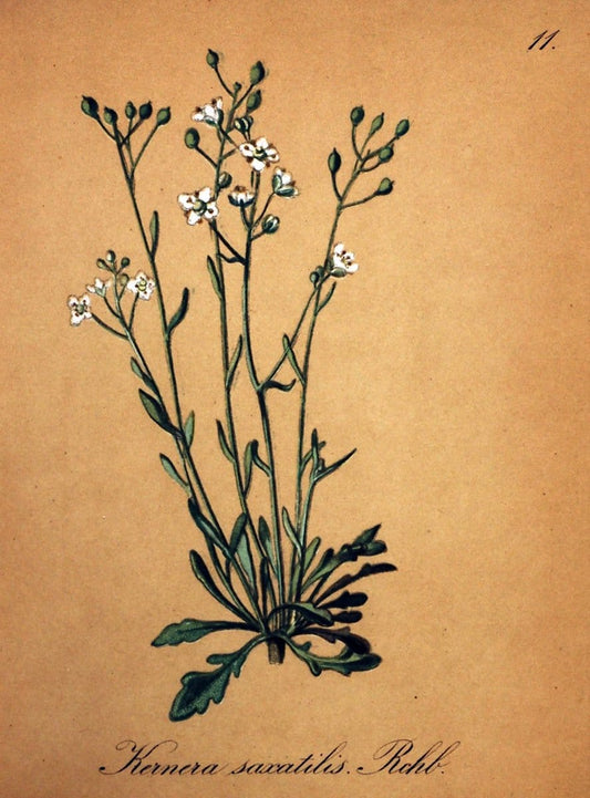 Die Alpenpflanzen nach der Natur gemalt /.Prag :F. Tempsky,1879-1884.  | Alps Botany "Mountain plants" "Pictorial works" "United States Geological Survey" | Vintage Print Reproduction 470446