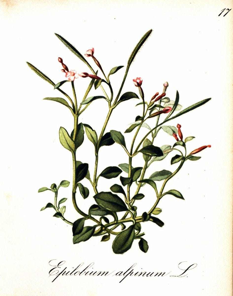 Die Alpenpflanzen nach der Natur gemalt /.Prag :F. Tempsky,1879-1884. | Alps Botany "Mountain plants" "Pictorial works" "United States Geological Survey" | Vintage Print Reproduction 470447