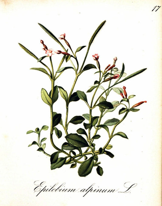 Die Alpenpflanzen nach der Natur gemalt /.Prag :F. Tempsky,1879-1884. | Alps Botany "Mountain plants" "Pictorial works" "United States Geological Survey" | Vintage Print Reproduction 470447