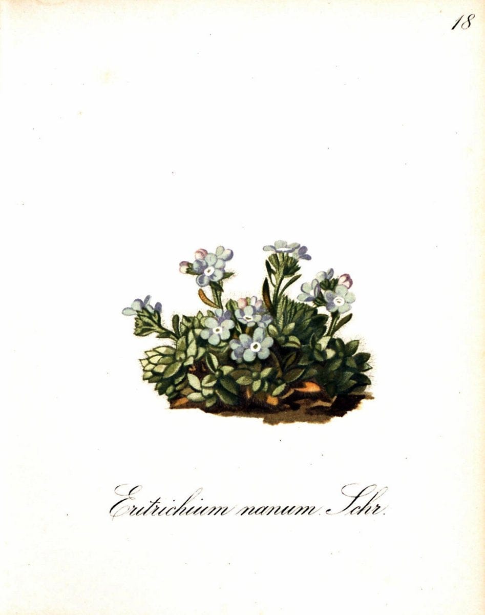 Die Alpenpflanzen nach der Natur gemalt /.Prag :F. Tempsky,1879-1884. | Alps Botany "Mountain plants" "Pictorial works" "United States Geological Survey" | Vintage Print Reproduction 470448