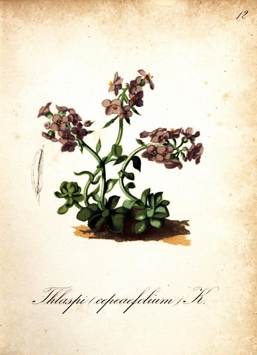 Die Alpenpflanzen nach der Natur gemalt /.Prag :F. Tempsky,1879-1884.  | Alps Botany "Mountain plants" "Pictorial works" "United States Geological Survey" | Vintage Print Reproduction 470449