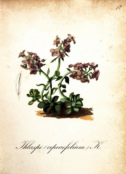 Die Alpenpflanzen nach der Natur gemalt /.Prag :F. Tempsky,1879-1884.  | Alps Botany "Mountain plants" "Pictorial works" "United States Geological Survey" | Vintage Print Reproduction 470449