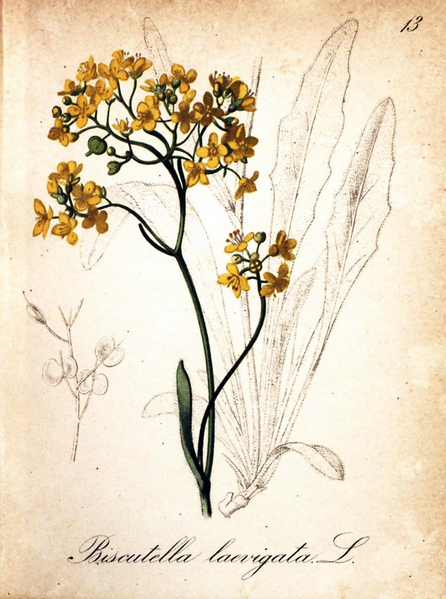 Die Alpenpflanzen nach der Natur gemalt /.Prag :F. Tempsky,1879-1884.  | Alps Botany "Mountain plants" "Pictorial works" "United States Geological Survey" | Vintage Print Reproduction 470450