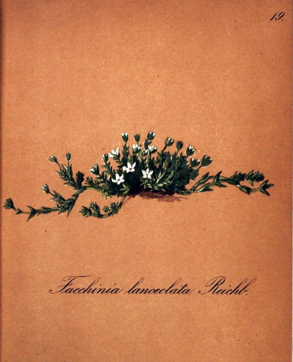 Die Alpenpflanzen nach der Natur gemalt /.Prag :F. Tempsky,1879-1884. | Alps Botany "Mountain plants" "Pictorial works" "United States Geological Survey" | Vintage Print Reproduction 470451