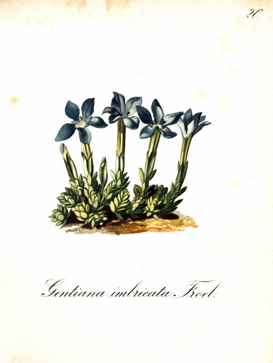 Die Alpenpflanzen nach der Natur gemalt /.Prag :F. Tempsky,1879-1884. | Alps Botany "Mountain plants" "Pictorial works" "United States Geological Survey" | Vintage Print Reproduction 470452