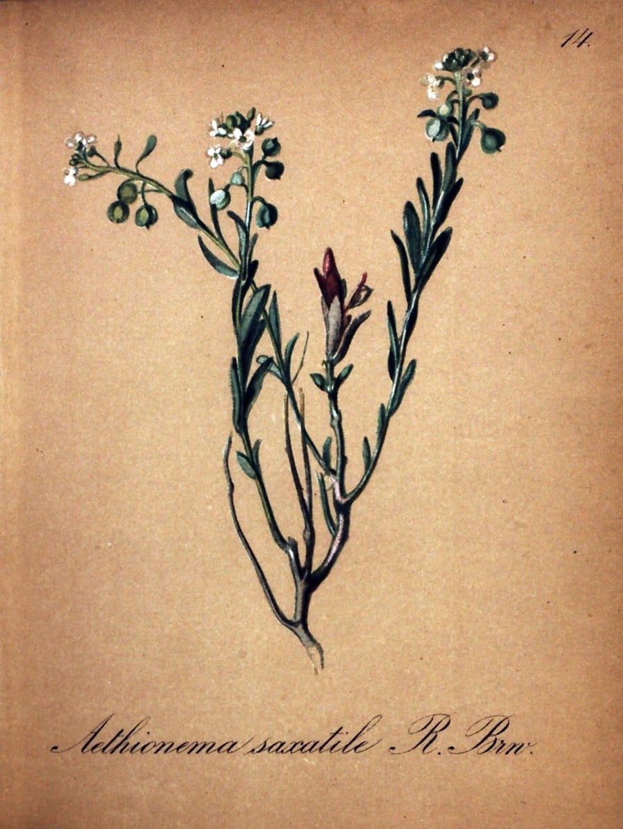 Die Alpenpflanzen nach der Natur gemalt /.Prag :F. Tempsky,1879-1884.  | Alps Botany "Mountain plants" "Pictorial works" "United States Geological Survey" | Vintage Print Reproduction 470453