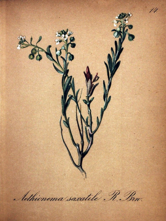 Die Alpenpflanzen nach der Natur gemalt /.Prag :F. Tempsky,1879-1884.  | Alps Botany "Mountain plants" "Pictorial works" "United States Geological Survey" | Vintage Print Reproduction 470453