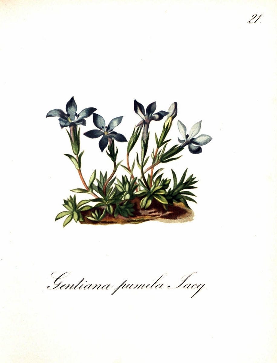 Die Alpenpflanzen nach der Natur gemalt /.Prag :F. Tempsky,1879-1884. | Alps Botany "Mountain plants" "Pictorial works" "United States Geological Survey" | Vintage Print Reproduction 470454