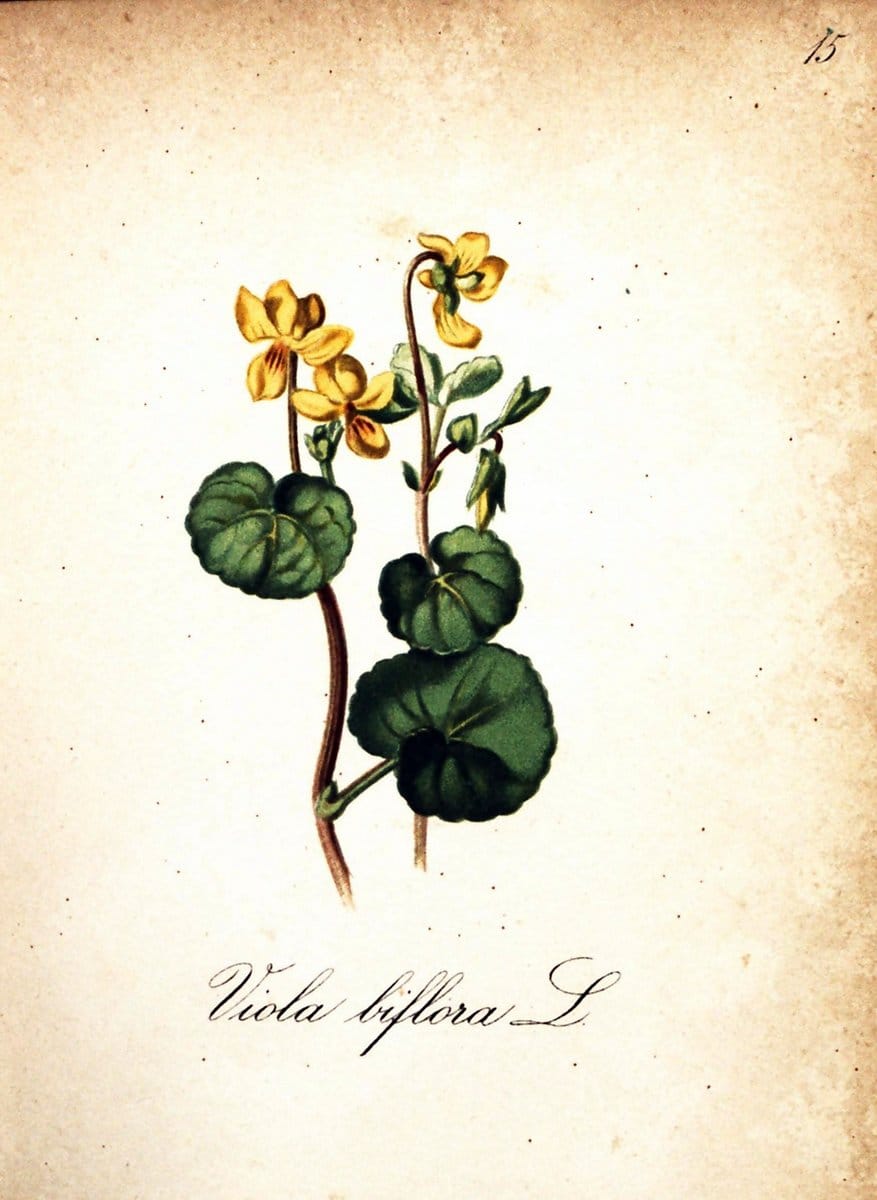 Die Alpenpflanzen nach der Natur gemalt /.Prag :F. Tempsky,1879-1884.  | Alps Botany "Mountain plants" "Pictorial works" "United States Geological Survey" | Vintage Print Reproduction 470455