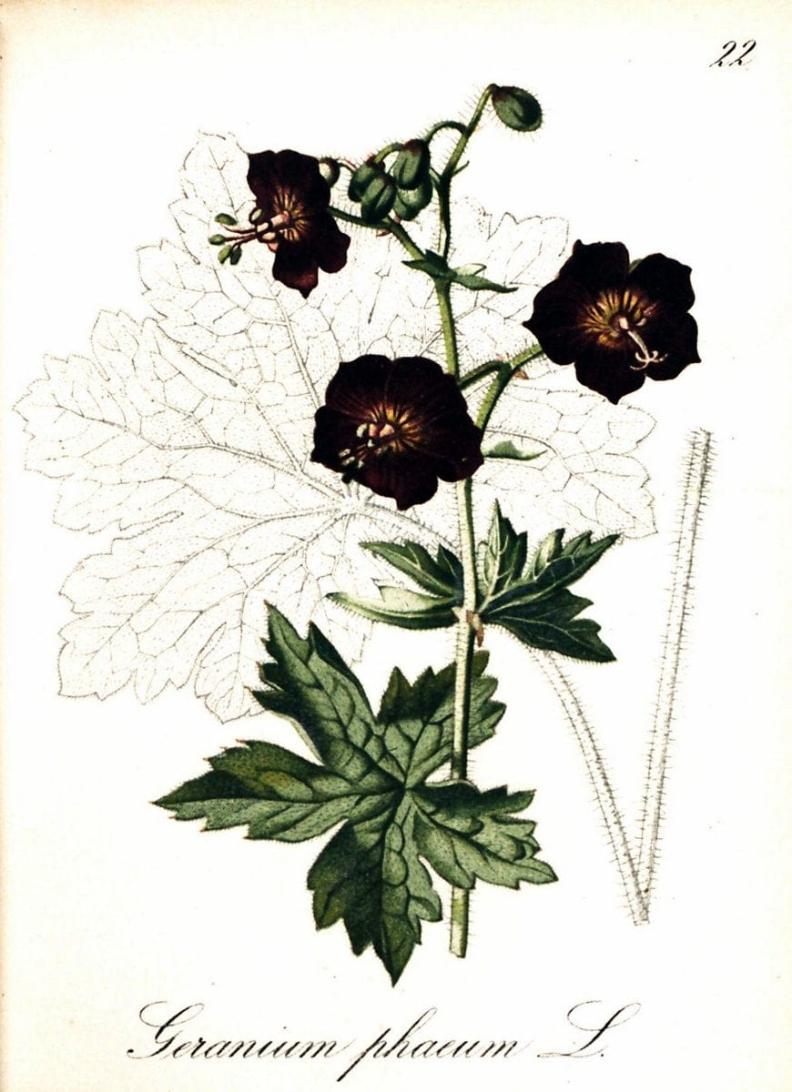 Die Alpenpflanzen nach der Natur gemalt /.Prag :F. Tempsky,1879-1884. | Alps Botany "Mountain plants" "Pictorial works" "United States Geological Survey" | Vintage Print Reproduction 470456