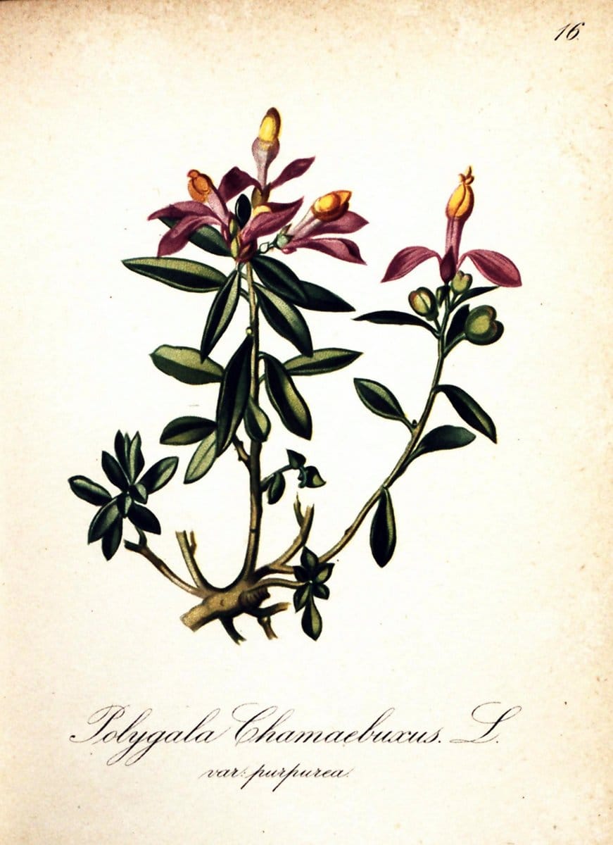 Die Alpenpflanzen nach der Natur gemalt /.Prag :F. Tempsky,1879-1884.  | Alps Botany "Mountain plants" "Pictorial works" "United States Geological Survey" | Vintage Print Reproduction 470457