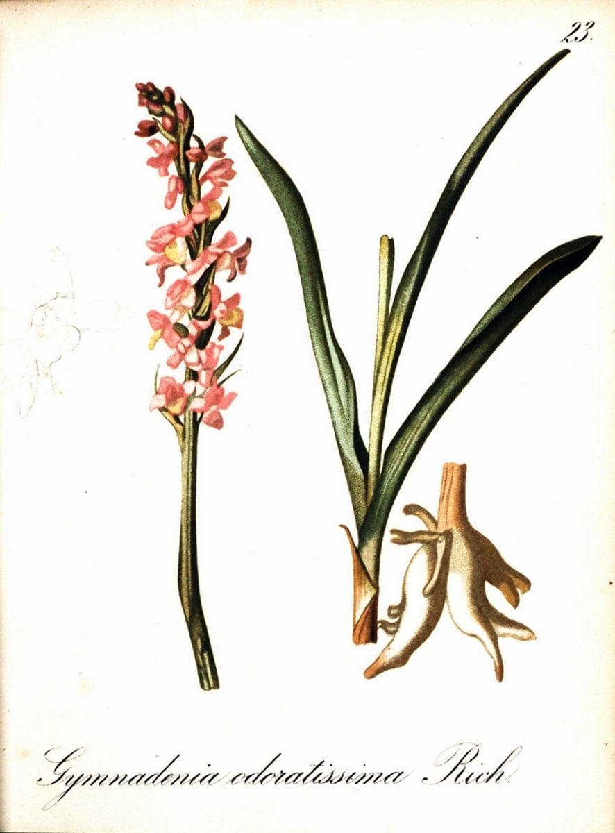 Die Alpenpflanzen nach der Natur gemalt /.Prag :F. Tempsky,1879-1884. | Alps Botany "Mountain plants" "Pictorial works" "United States Geological Survey" | Vintage Print Reproduction 470458
