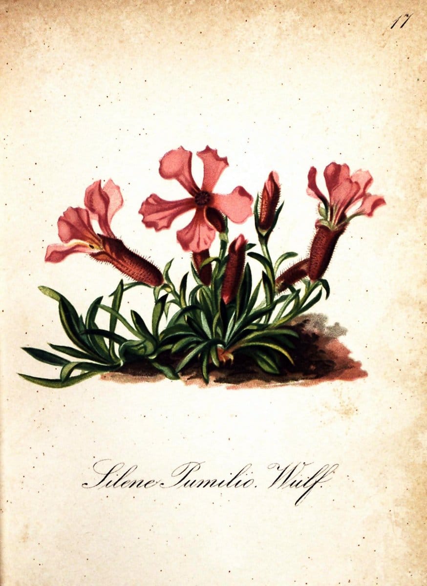 Die Alpenpflanzen nach der Natur gemalt /.Prag :F. Tempsky,1879-1884.  | Alps Botany "Mountain plants" "Pictorial works" "United States Geological Survey" | Vintage Print Reproduction 470459