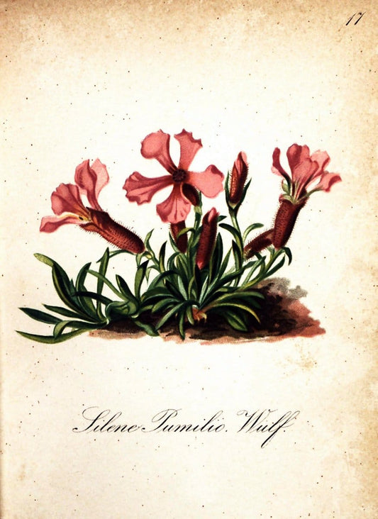 Die Alpenpflanzen nach der Natur gemalt /.Prag :F. Tempsky,1879-1884.  | Alps Botany "Mountain plants" "Pictorial works" "United States Geological Survey" | Vintage Print Reproduction 470459