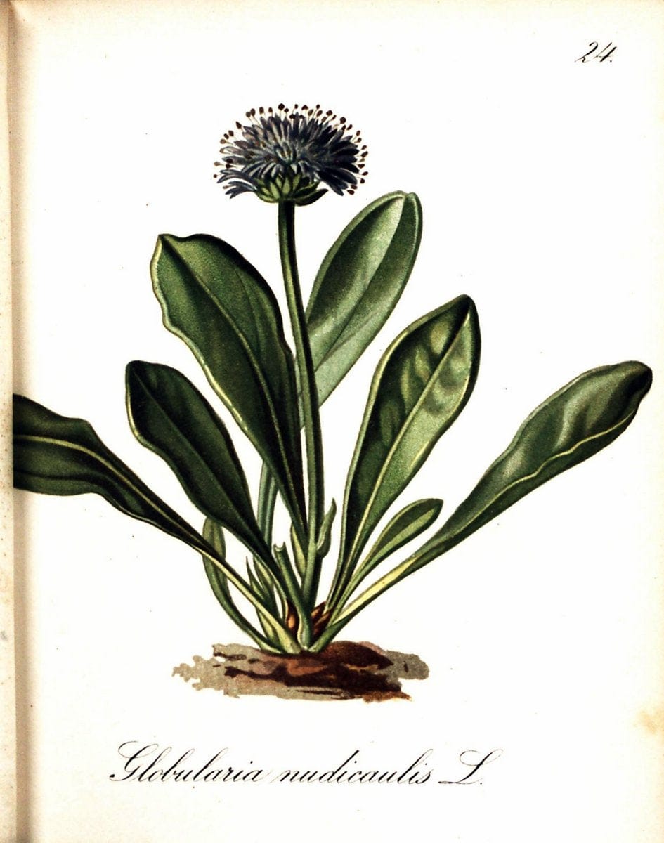 Die Alpenpflanzen nach der Natur gemalt /.Prag :F. Tempsky,1879-1884. | Alps Botany "Mountain plants" "Pictorial works" "United States Geological Survey" | Vintage Print Reproduction 470460