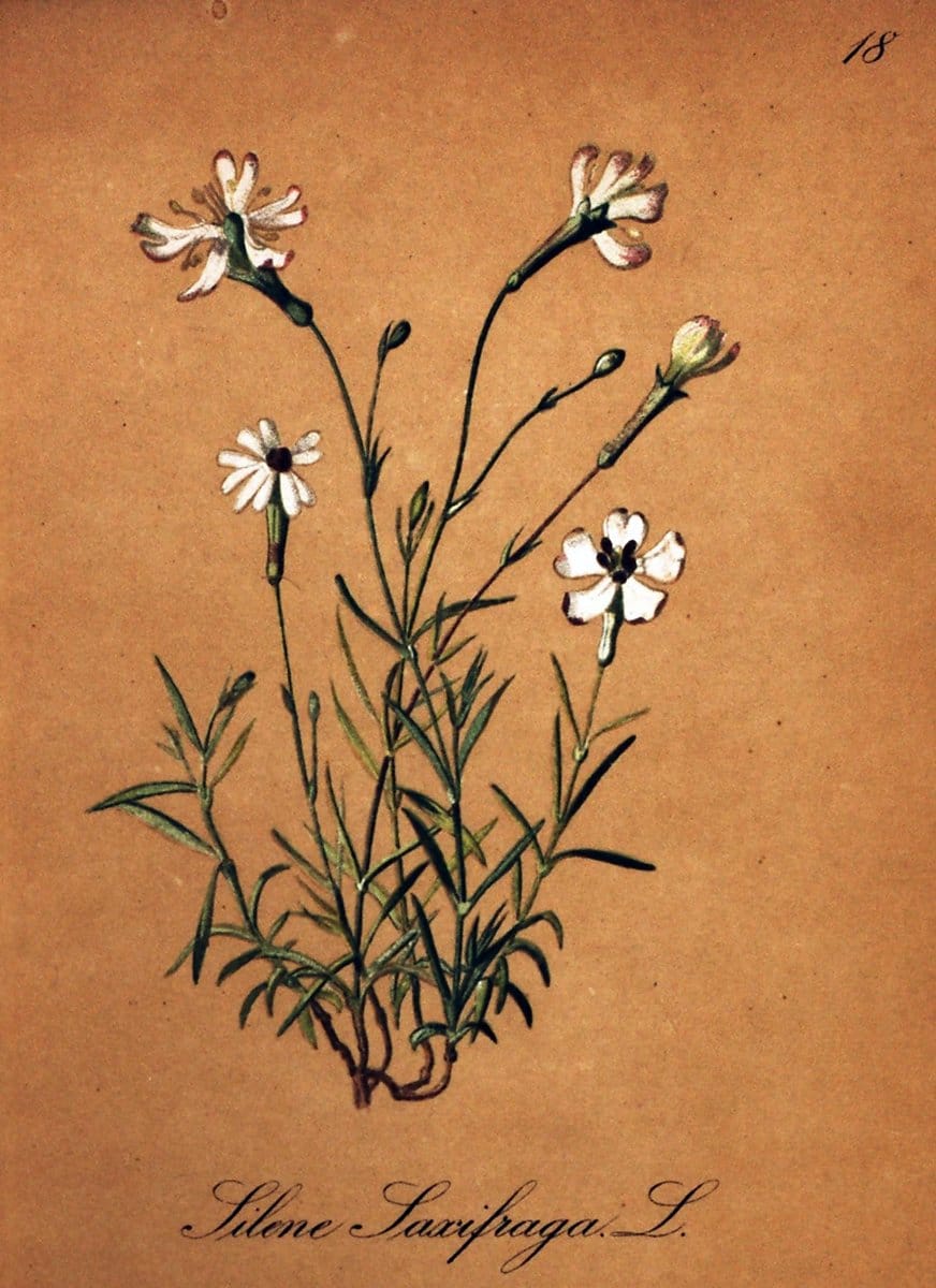 Die Alpenpflanzen nach der Natur gemalt /.Prag :F. Tempsky,1879-1884.  | Alps Botany "Mountain plants" "Pictorial works" "United States Geological Survey" | Vintage Print Reproduction 470461